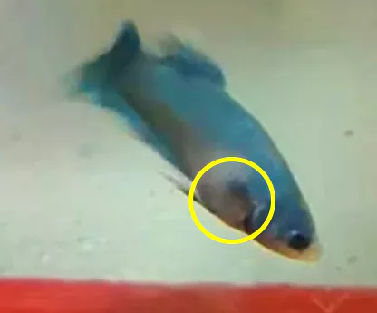betta fish swim bladder disease