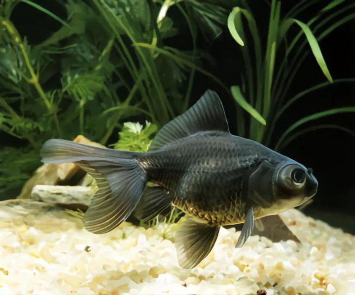 black moor goldfish 1