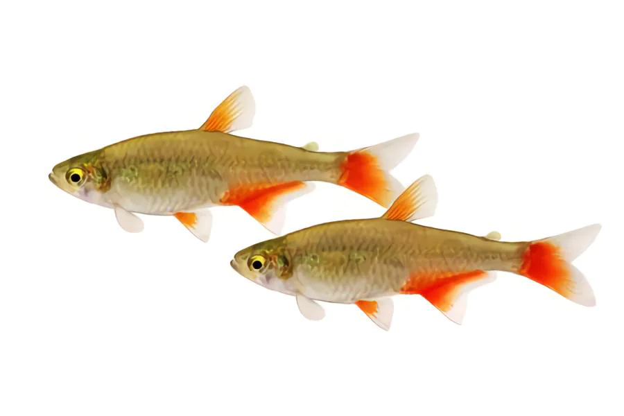 bloodfin tetra goldfish tank mates