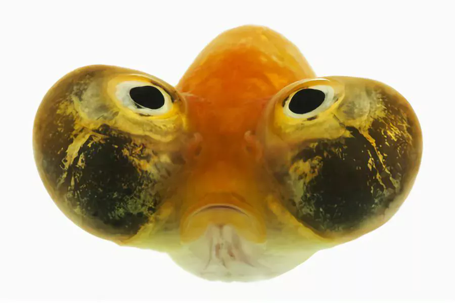 bubble eye fish disease