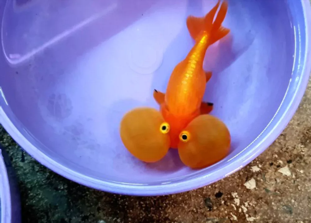 bubble eye fish in fish bowl