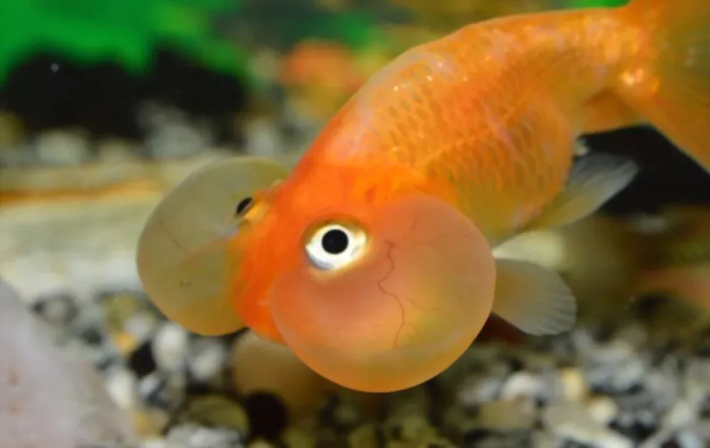 bubble eye fish picture