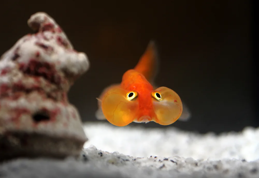 bubble eye fish