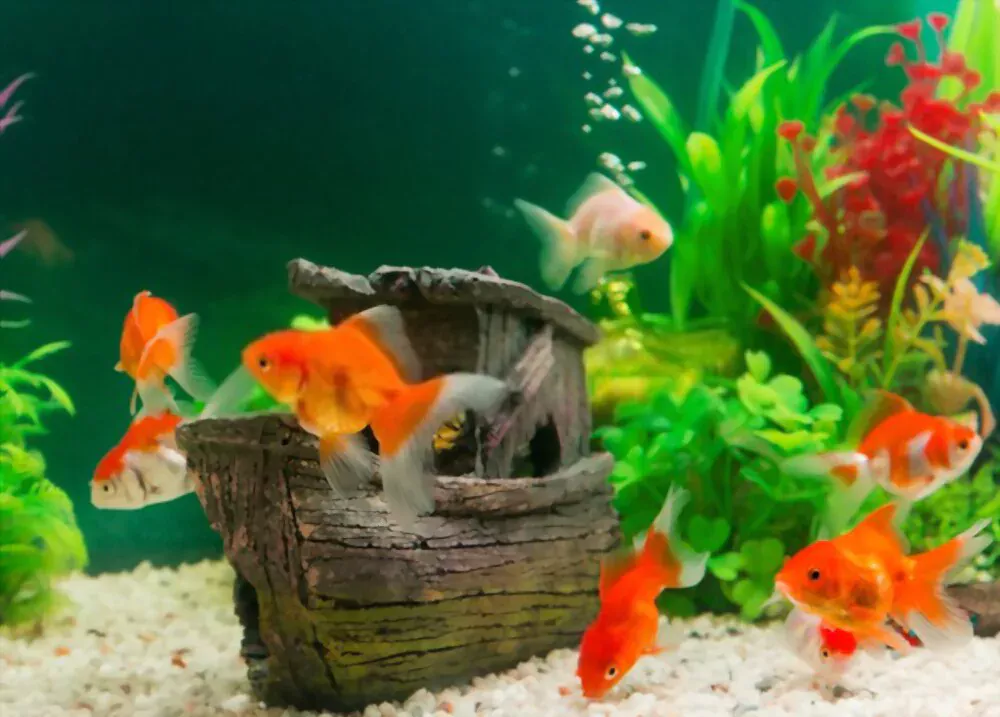 clean goldfish tank