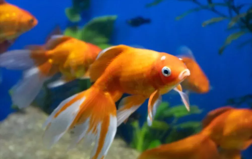 stressed goldfish