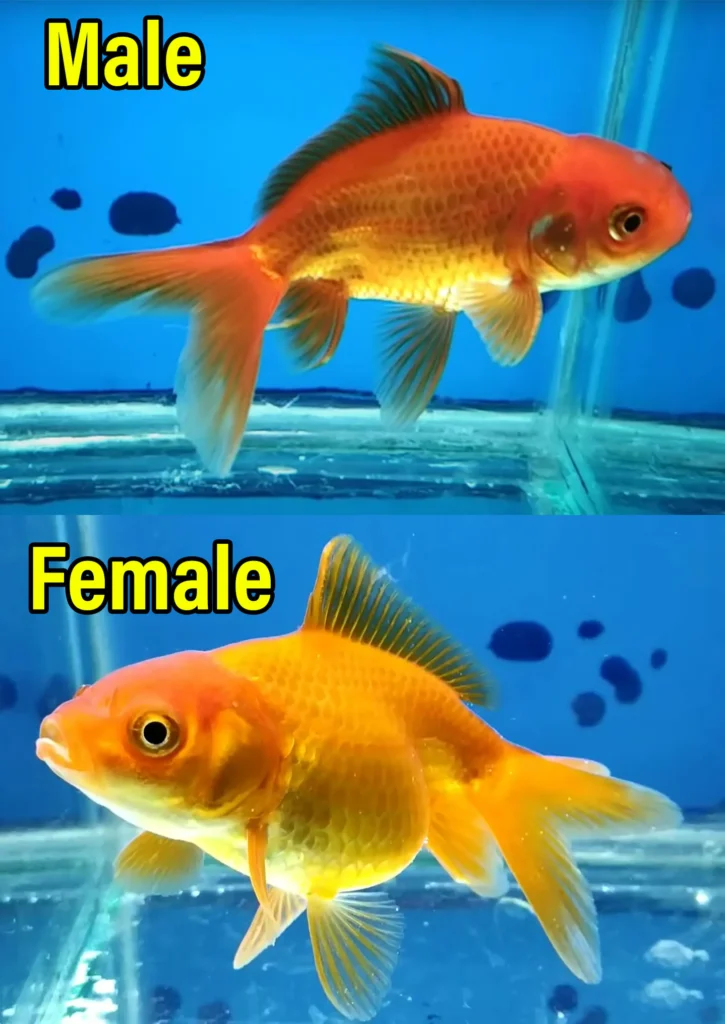 difference between male and female fantail goldfish