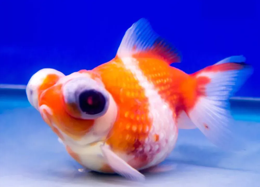 dragon eye goldfish