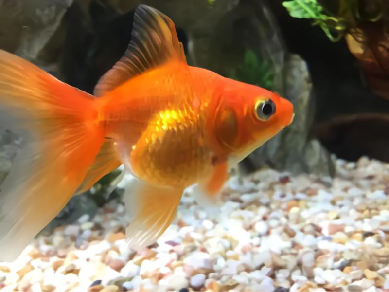 fan tailed goldfish appearence and color
