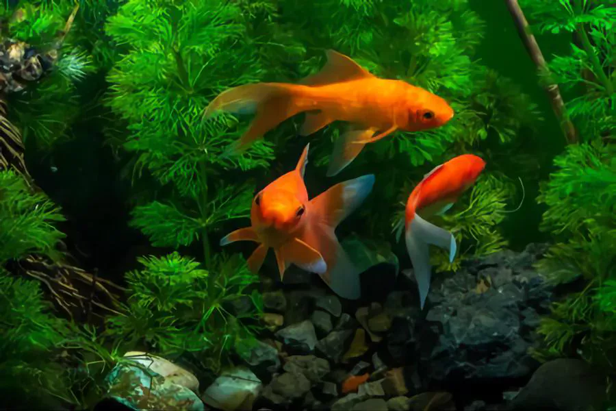 fan tailed goldfish care
