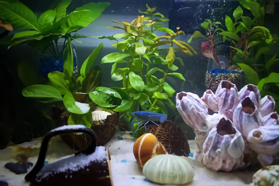 fish tank live plants