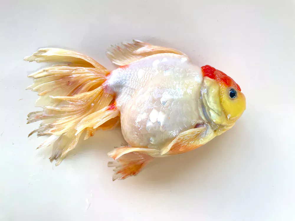 goldfish fin rot 1