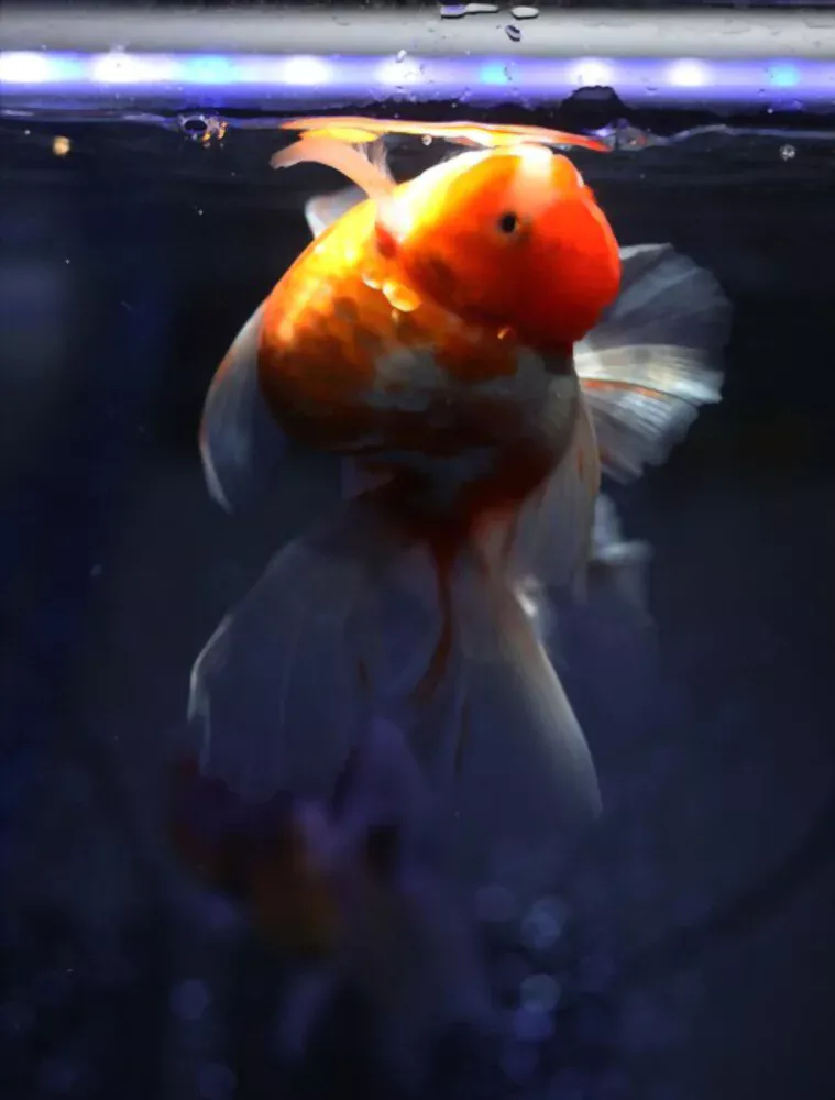goldfish swim bladder upside down