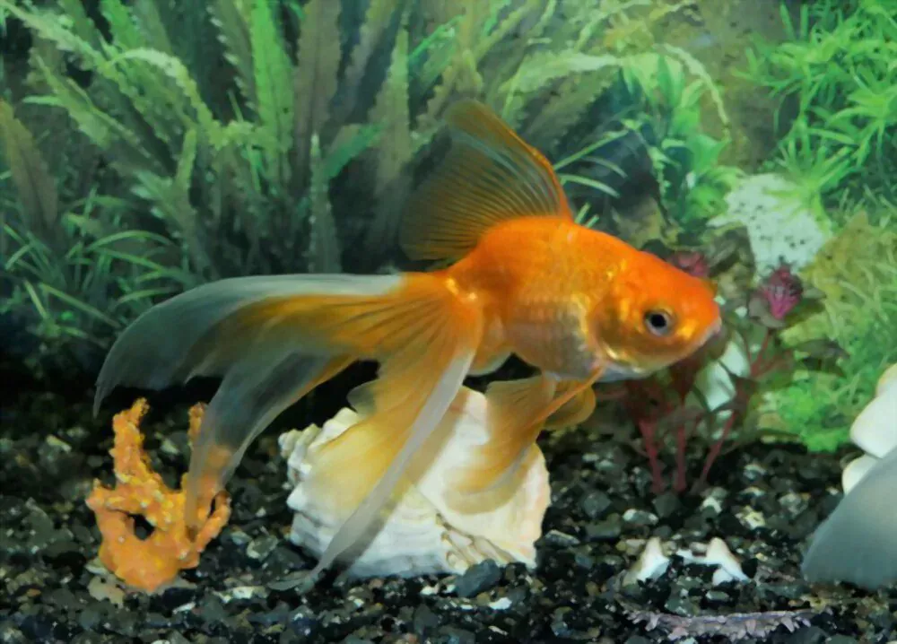 goldfish resting