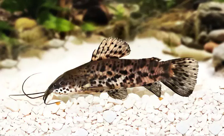 hoplo catfish goldfish tank mates