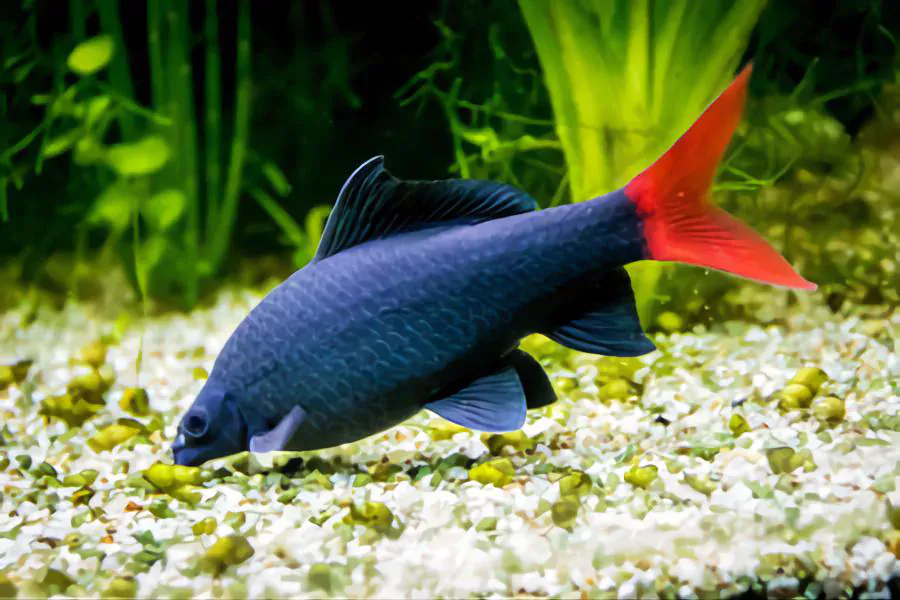 redtail shark best fish to buy as a pet