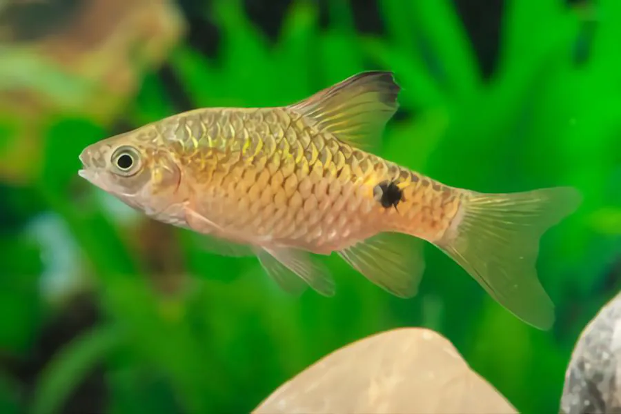 rosy barbs gold fish tank mates