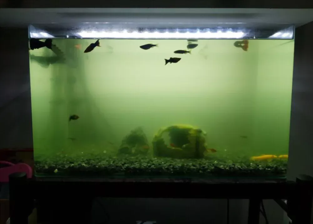 unclean dirty fish tank