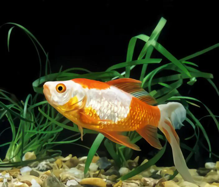 veiltail goldfish