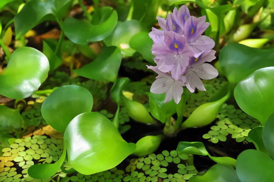 water hyacinth vase plant