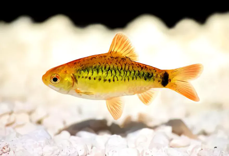 Gold barbs goldfish tank mates