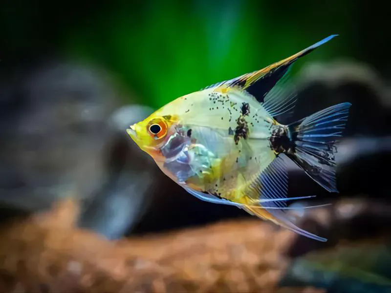angelfish best fish to have as pets