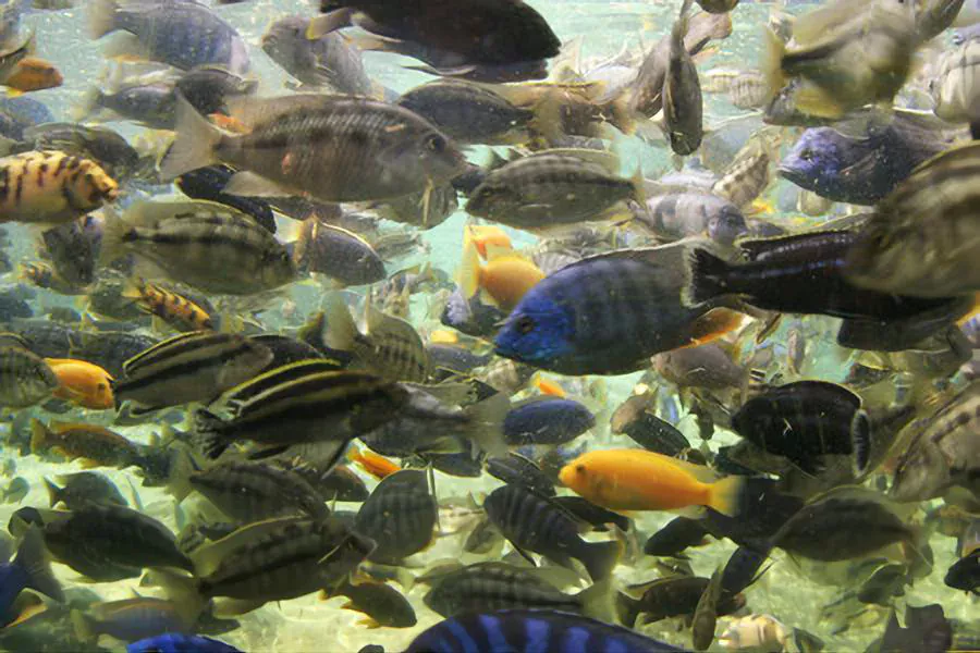 avoid overcrowding in fish tank