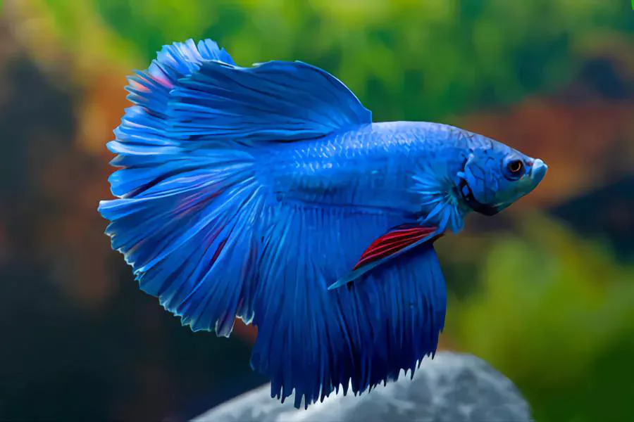 betta fish best fish to have as pets
