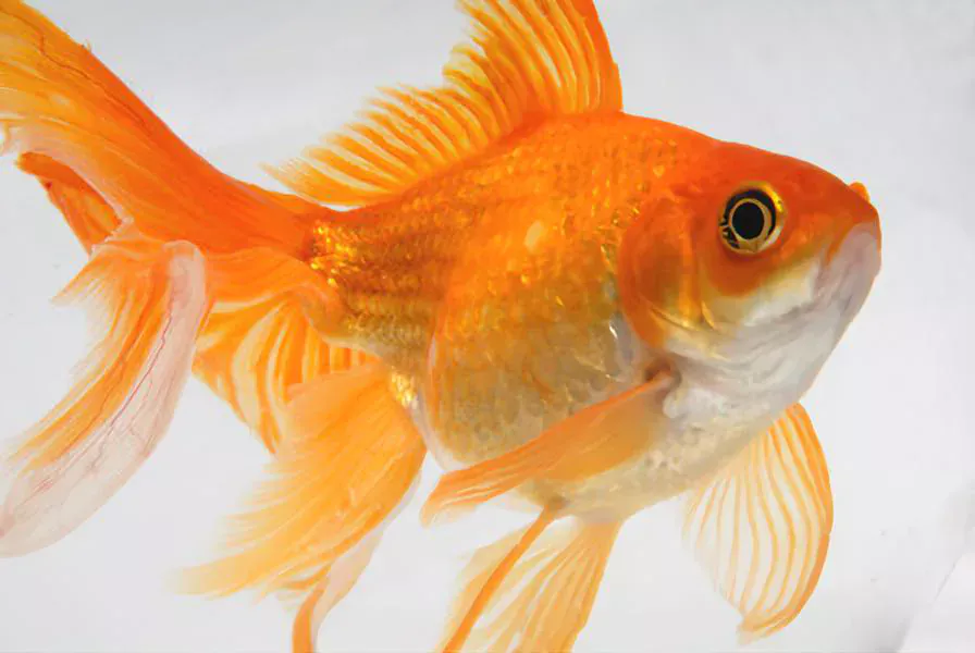 fantail goldfish size