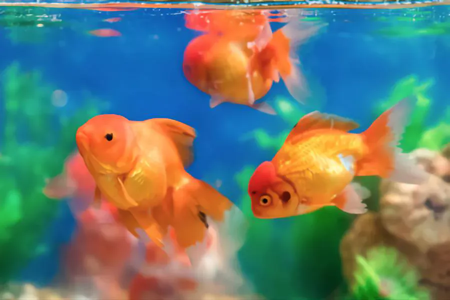 goldfish best fish to have as pets
