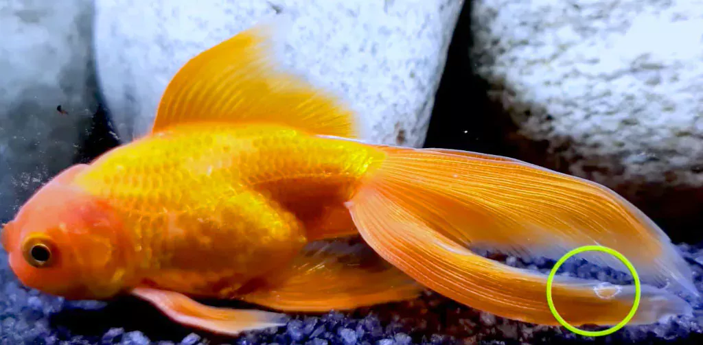 goldfish fin rot