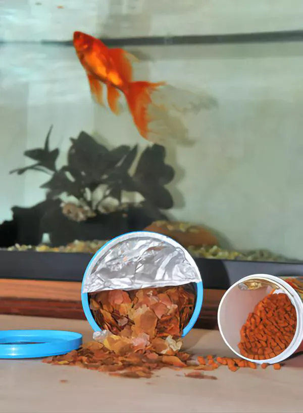 goldfish food type