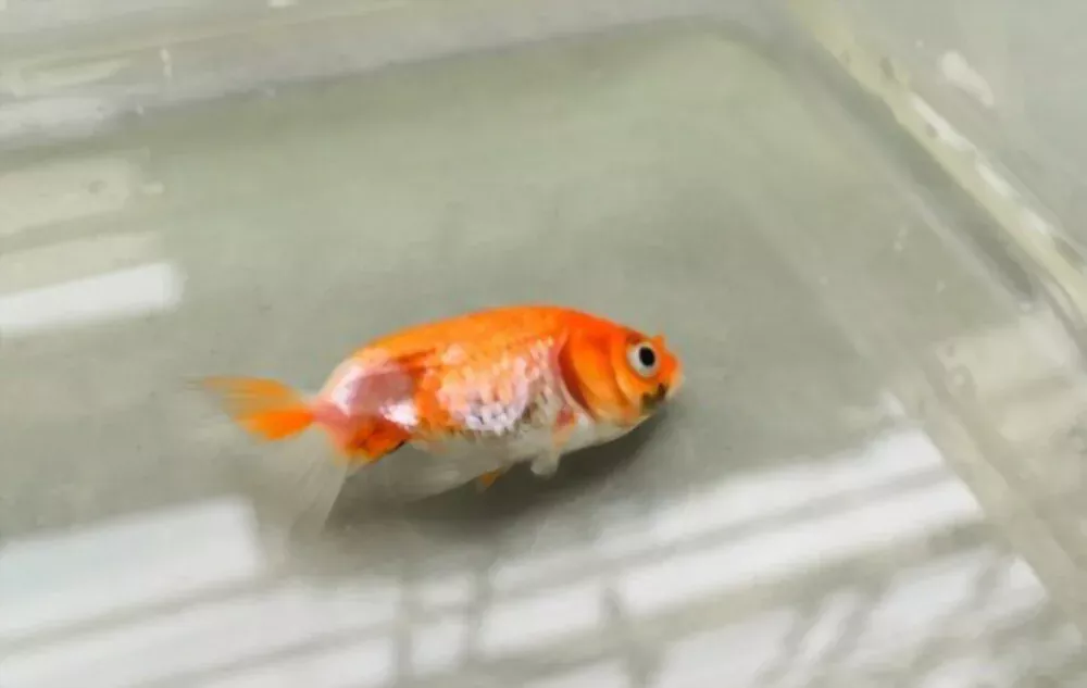 goldfish laying sideways