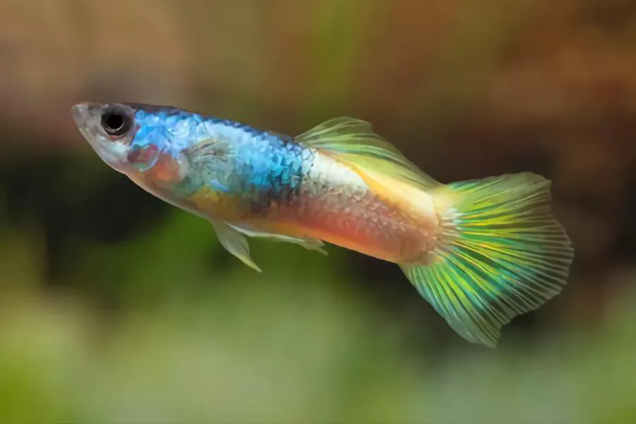 guppies best fish to have as pets