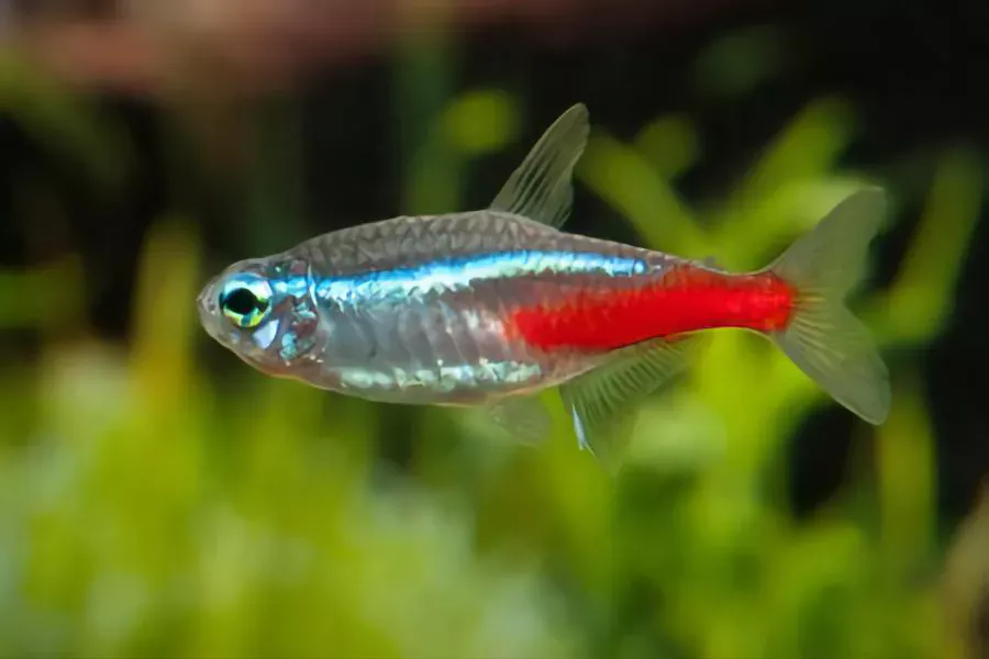 neon tetras best fish to have as pets