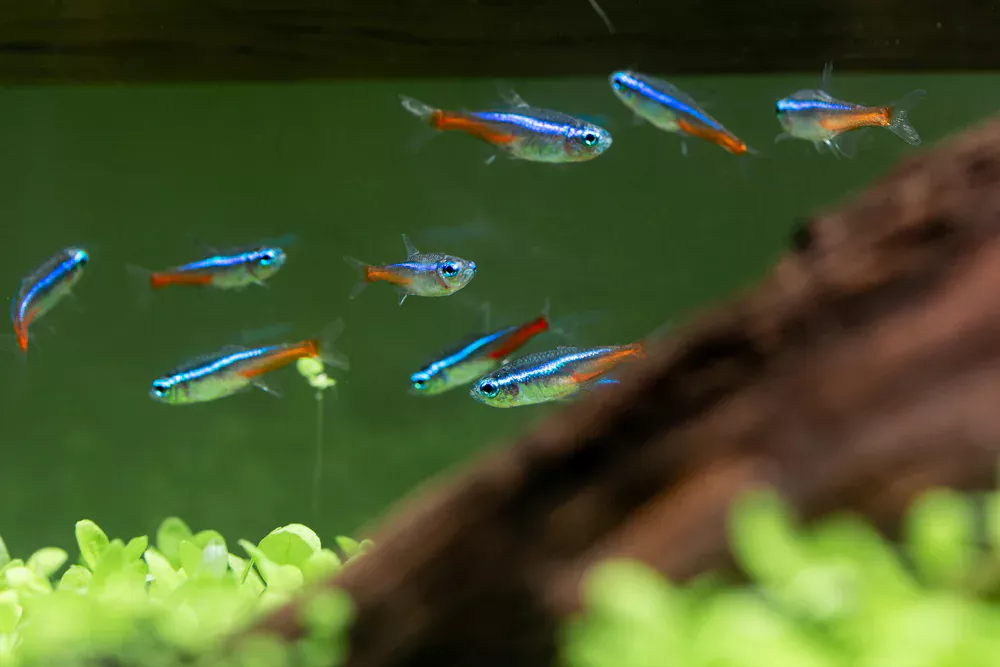neon tetras in a fish tank
