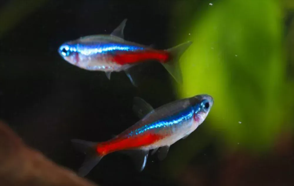why are my neon tetras fighting