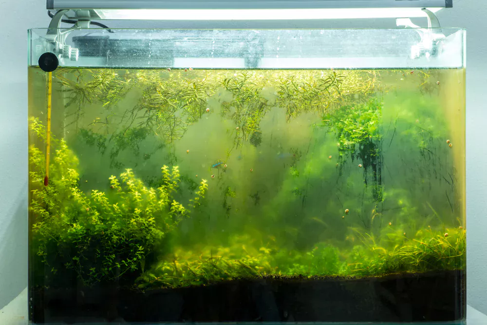 why does my fish tank turn green so fast