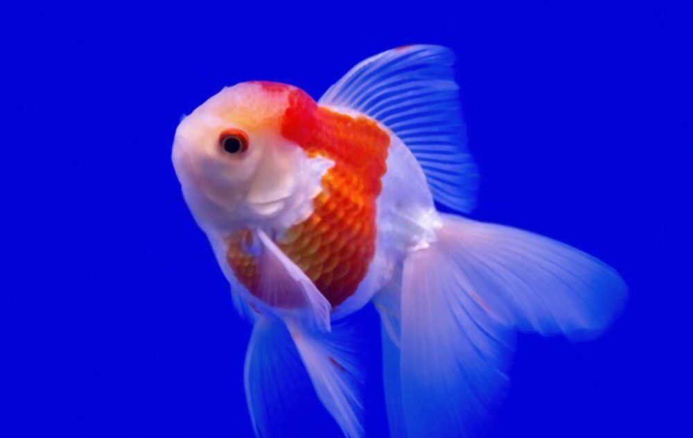 partial white goldfish