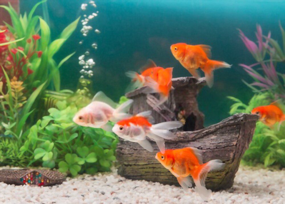 white goldfish with other goldfish