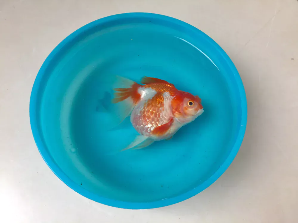Dead Goldfish
