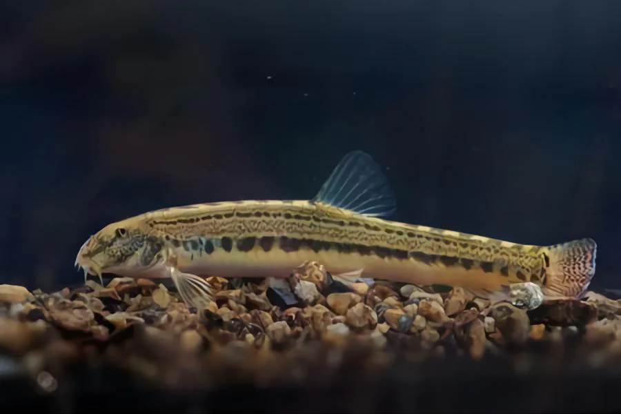 Pond Loach outdoor pond fish
