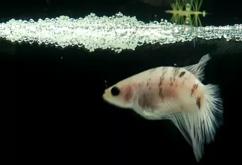 female betta fish near egg bubbles