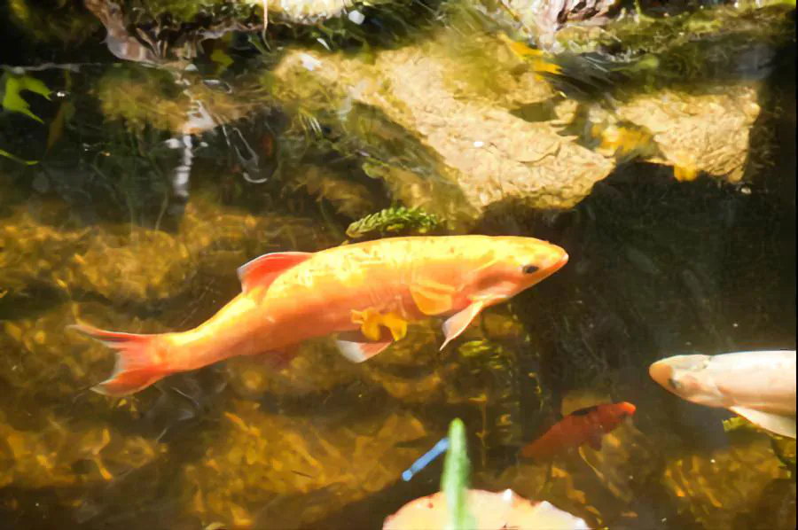 golden orfe backyard pond fish