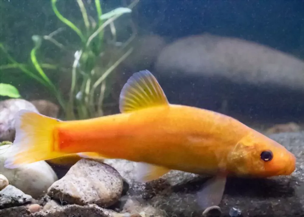 golden tench outdoor pond fish