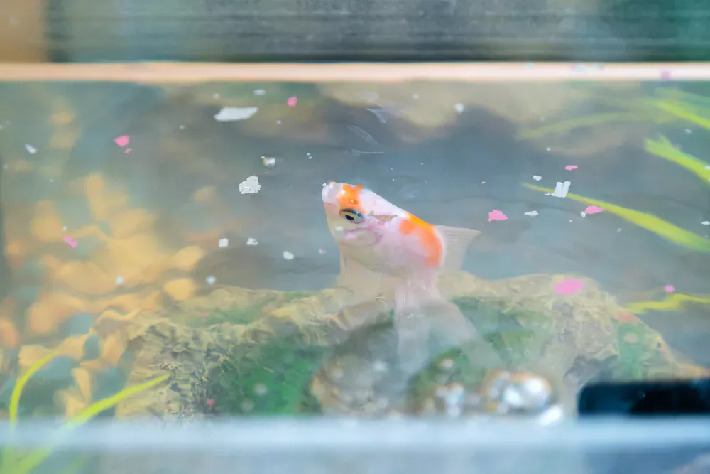 goldfish eating