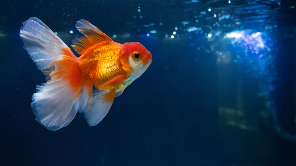 goldfish in cold water