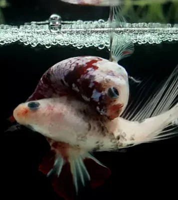 male and female betta fish mating