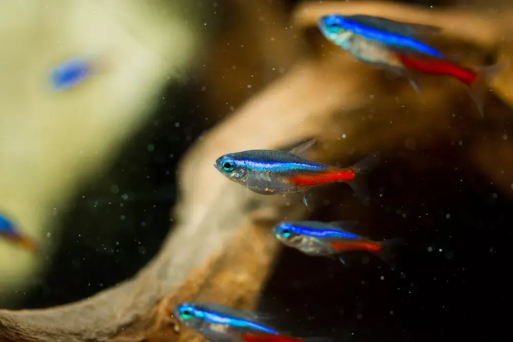neon tetras in fish tank