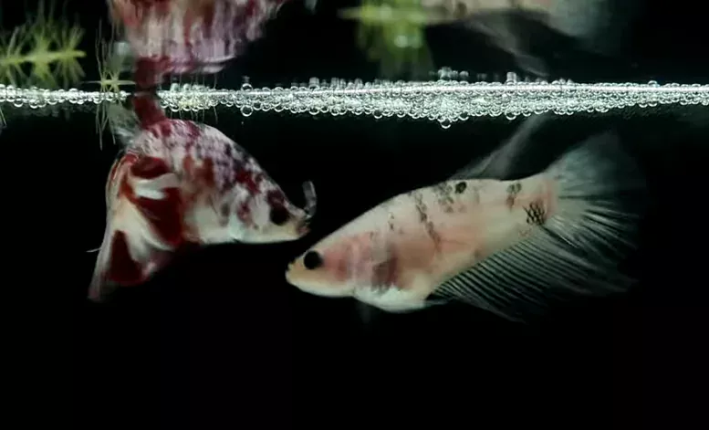 pregnant betta fish with male