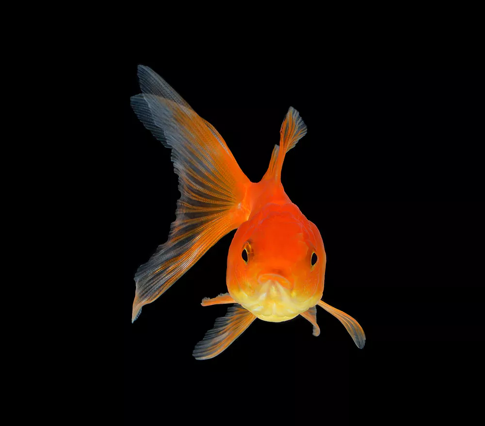 why are goldfish so dumb